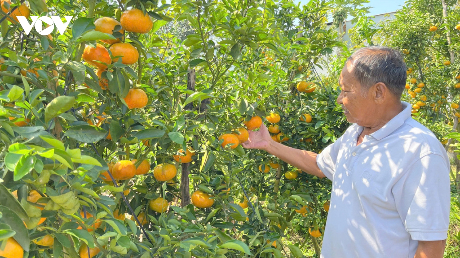 Quýt hồng Ba Muôi - điểm check in thú vị kỳ nghỉ Tết Dương lịch